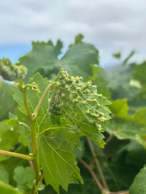 La Gomera refuerza los controles para proteger sus viñedos de la filoxera