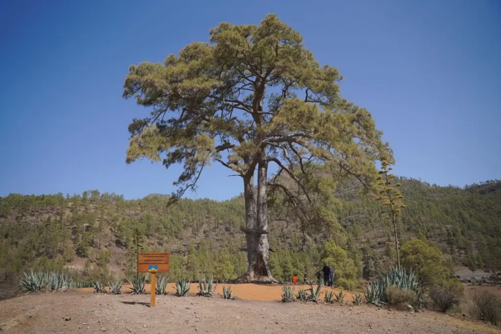 El Pino de Casandra (Gran Canaria) contará con un plan específico para su conservación