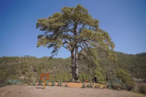 El Pino de Casandra (Gran Canaria) contará con un plan específico para su conservación