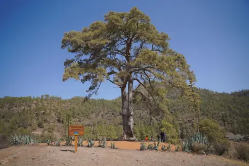 Un plan para proteger los 380 años del Pino de Casandra