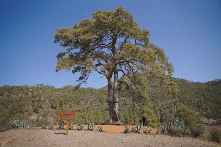 Un plan para proteger los 380 años del Pino de Casandra