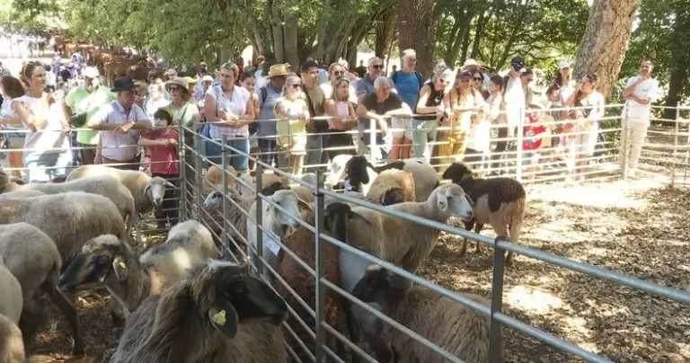 La Finca de Osorio acogió uno de los primeros actos de las Fiestas del Pino, la Feria de Ganado