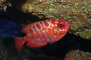 La Reserva de la Biosfera de Lanzarote cataloga su fondo fotográfico de fauna marina. Heteropriacanthus cruentatus, Catalufa/ Reserva de la Biosfera de Lanzarote.