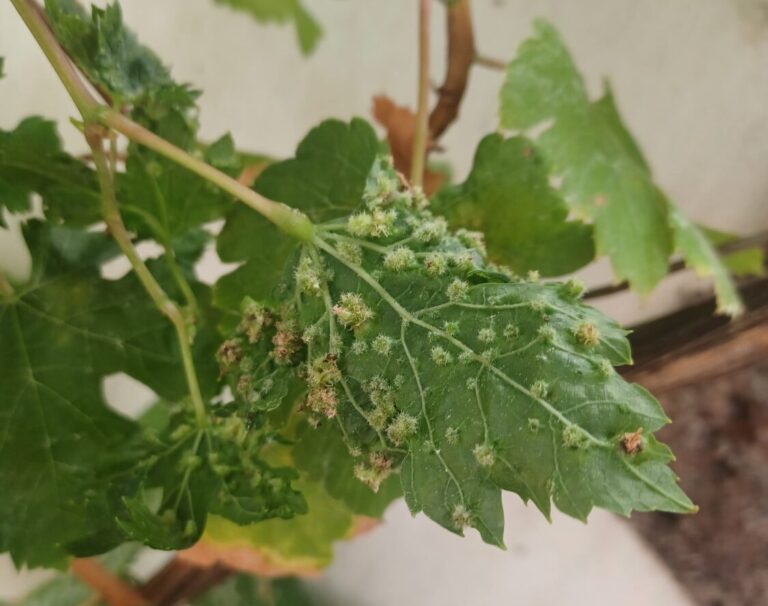 Aparece un foco de filoxfera en una vid de Valle de Guerra