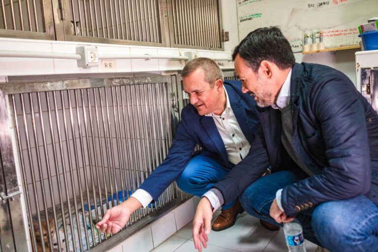 El Cabildo de Tenerife destina 275.000 euros al control de colonias felinas