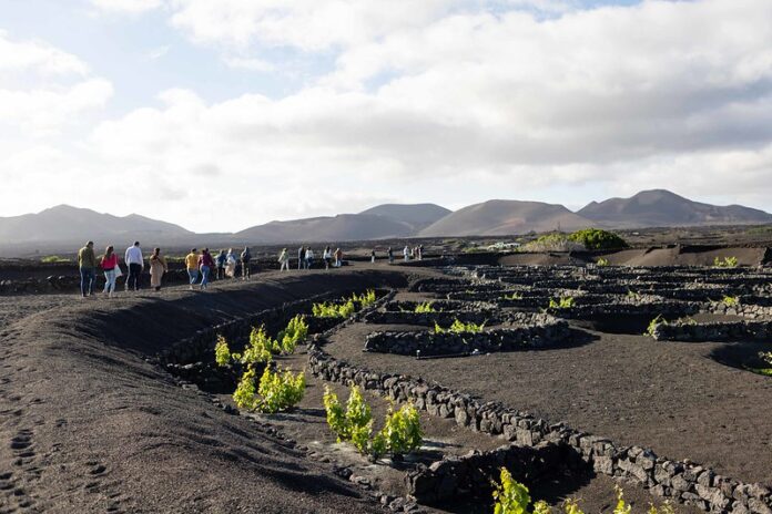 Paisaje vitivinícola en La Geria, Lanzarote. Imagen cedida