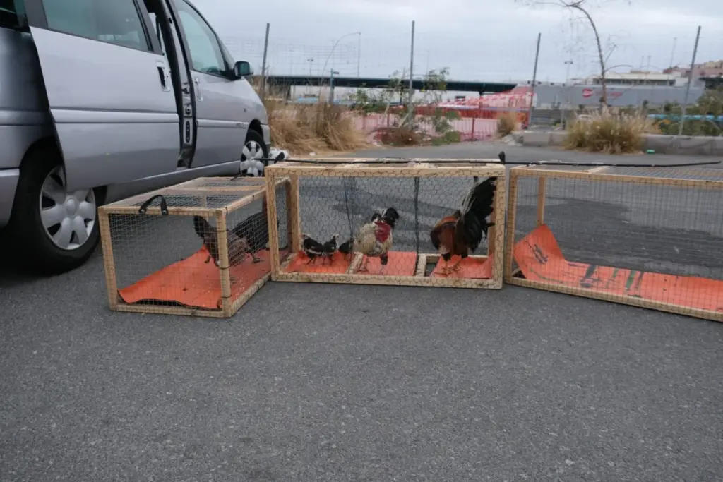 Capturan 107 aves en las labores de desratización en el barrio de La Paterna. Imagen de gallos y gallinas capturadas. LPGC.