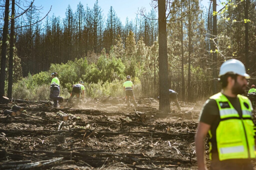 El Cabildo invierte más de 6,6 millones de euros en la recuperación de la masa forestal afectada por el incendio de 2023