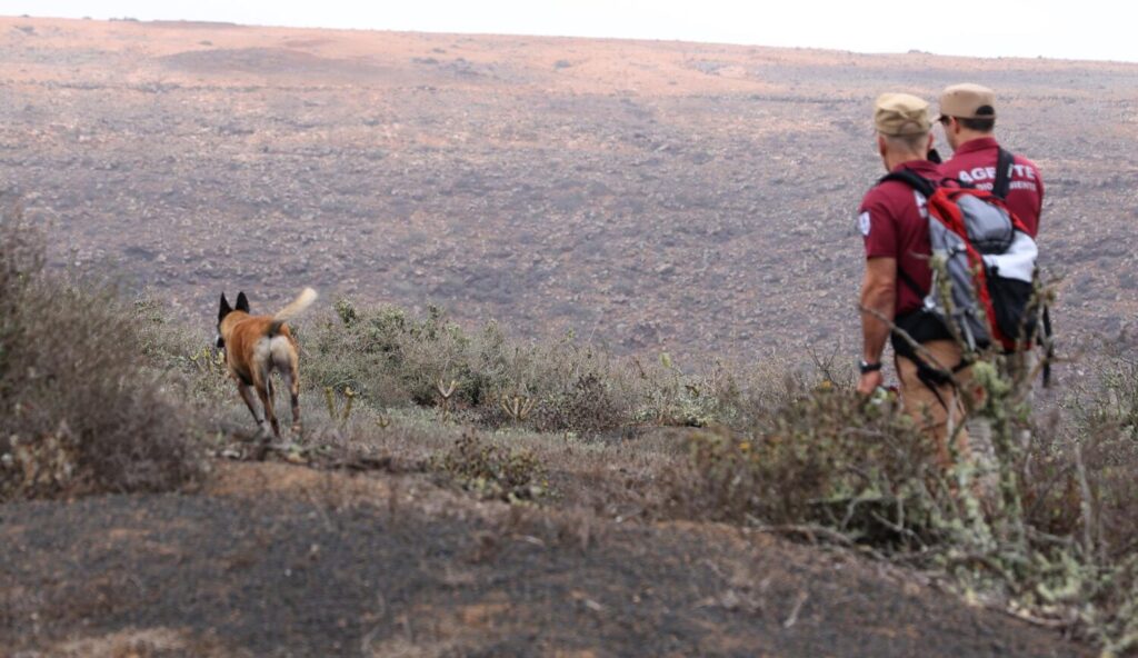 El Cabildo de Lanzarote refuerza las investigaciones para encontrar el veneno que mató a animales con la actuación de perros de Gran Canaria