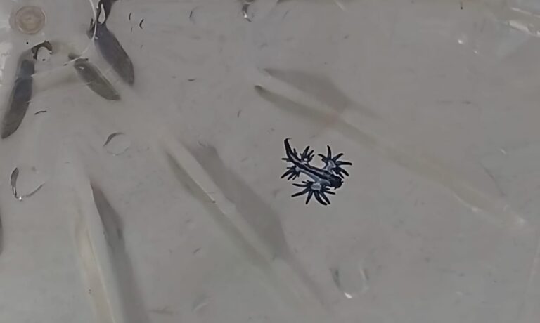 Reabierta la playa de La Garita, en Lanzarote, cerrada por la presencia de dragones azules