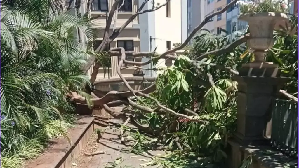 La caída de una rama de gran tamaño en la plaza del Príncipe afecta a un coche estacionado. Ayuntamiento Santa Cruz de Tenerife.