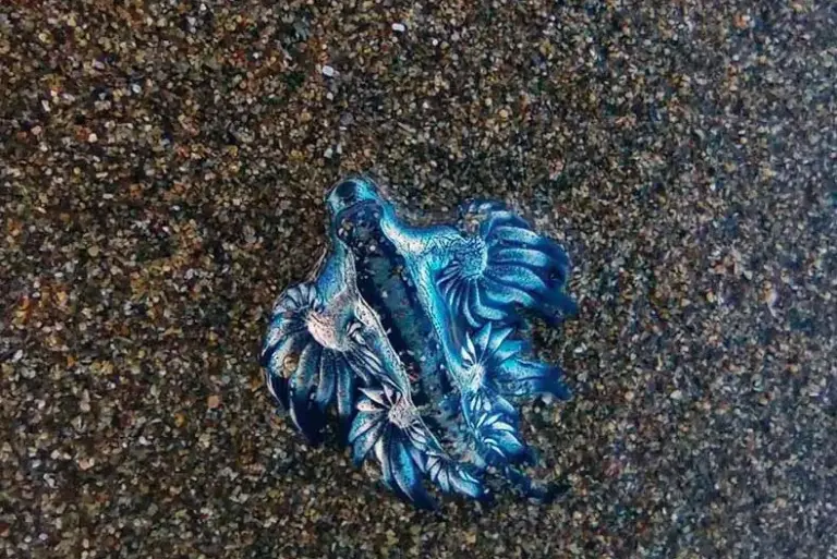 Encuentran dragones azules en Las Canteras