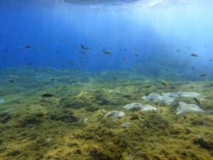 Investigadores canarios desarrollan un biofertilizante para recuperar las praderas marinas
