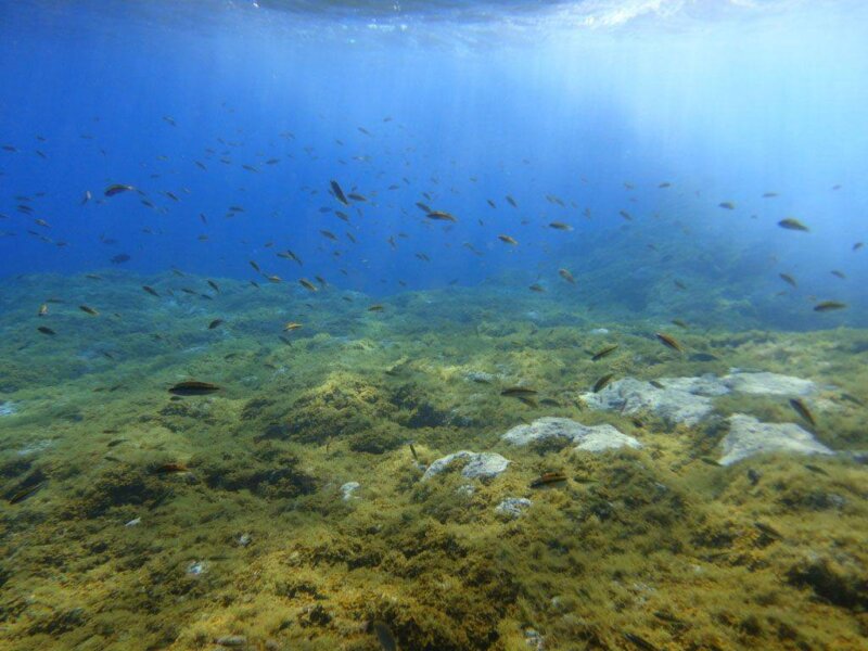 Investigadores canarios desarrollan un biofertilizante para recuperar las praderas marinas