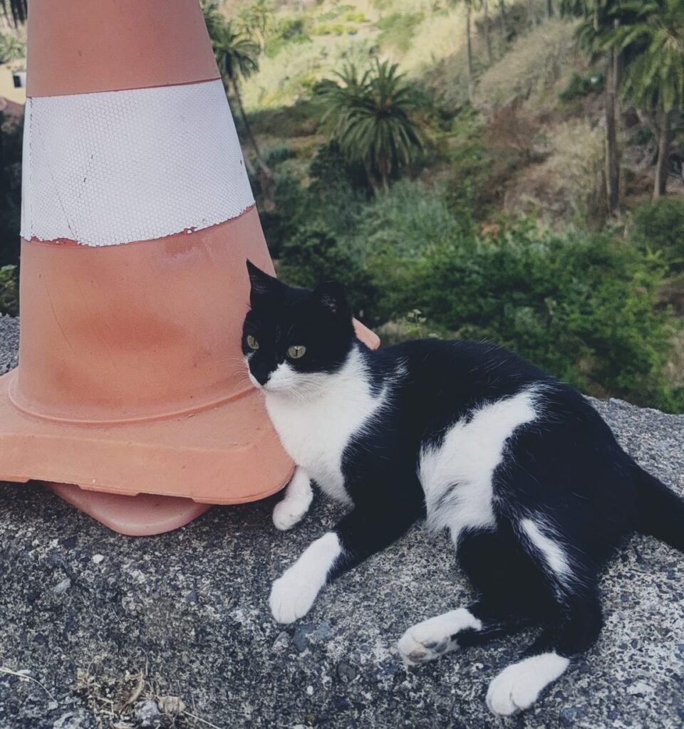 Los gatos se comunican principalmente con los humanos a través de maullidos, mientras que entre ellos utilizan otros sonidos como el ronroneo.