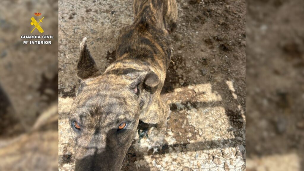 Tres personas han sido detenidas y se investiga a una cuarta como presuntos autores de un delito contra los animales al tener a un perro sin las mínimas condiciones higiénico sanitarias