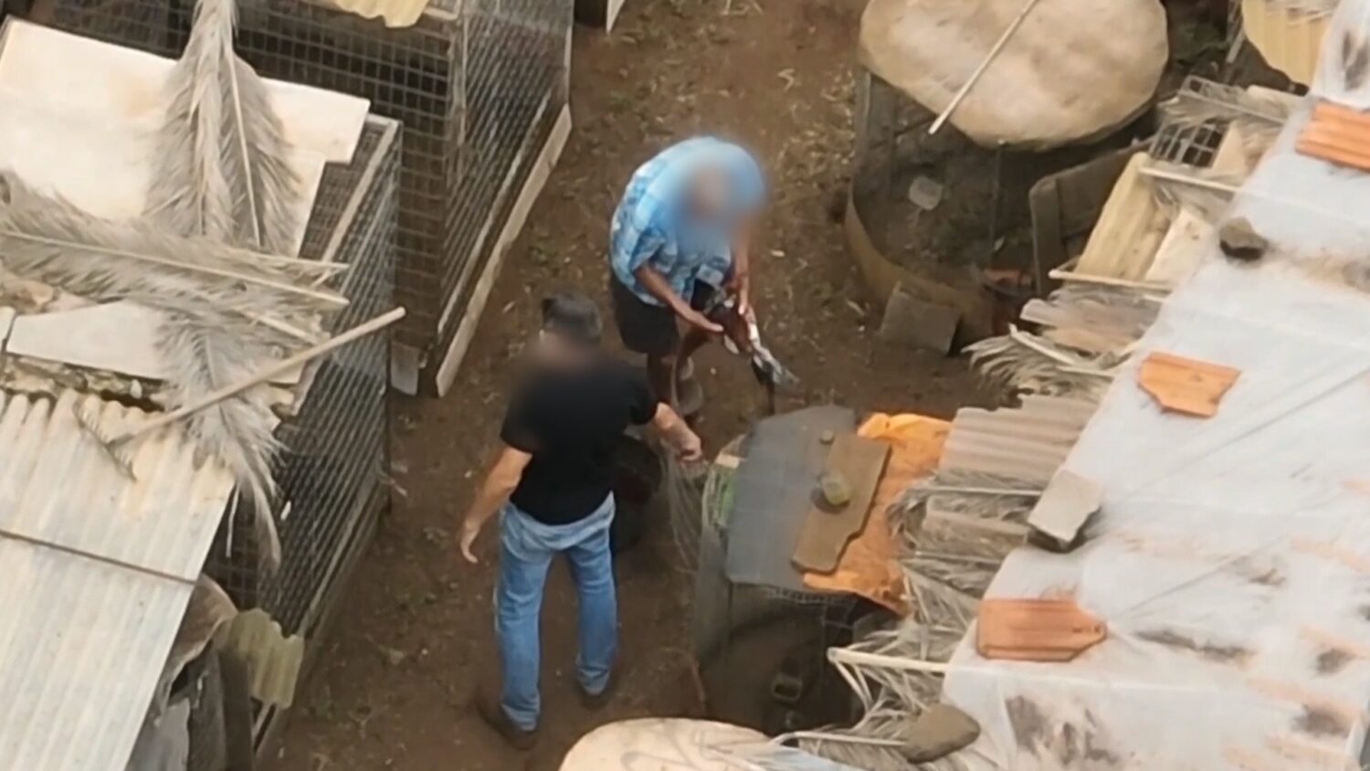 Investigan a cinco personas por cortar ilegalmente crestas a gallos de pelea en Tenerife