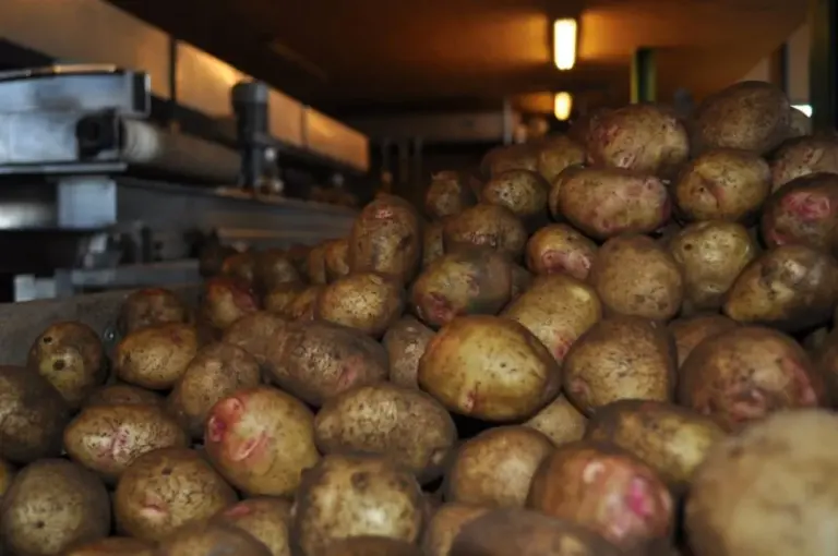 El sector agrario denuncia la importación masiva de papa extranjera