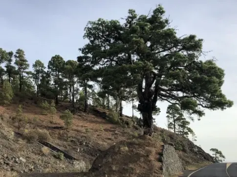 El Pino del Consuelo, en Fuencaliente: un monumento a la memoria histórica