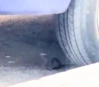 Rata debajo de un coche en Gran Tarajal, en Fuerteventura