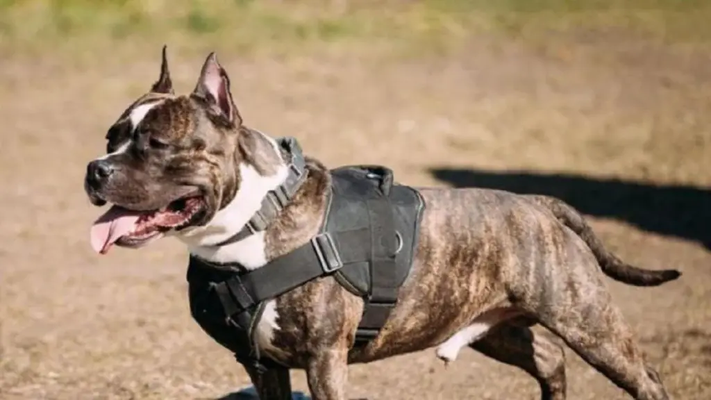 El ayuntamiento de Arucas incauta dos perros potencialmente peligrosos a un vecino de Montaña de Cardones