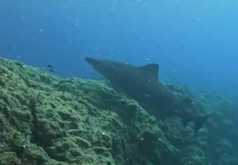 Extraños tiburones hallado en aguas Canarias