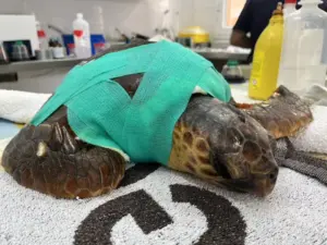 Imagen de la tortuga boba rescatada en aguas cercanas a La Gomera recibiendo tratamiento en el Centro de Recuperación de Fauna SIlvestre de Tafira, en Gran Canaria