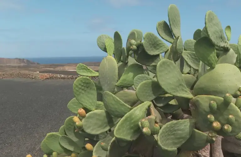 Claudia, una química recién graduada que busca salvar las tuneras de Lanzarote