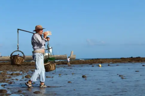 Vará del Pescao de Arinaga: 16 barquillas y 1.200 kilos de sardina