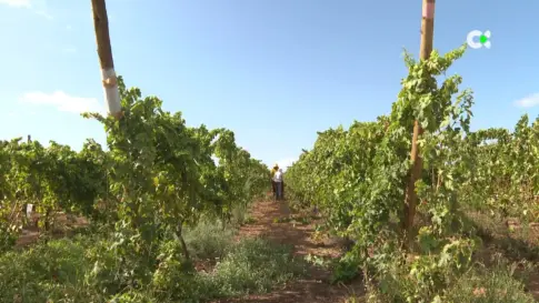 La filoxera amenaza la vendimia en Tenerife