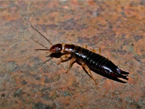 Un estudio confirma la reducción de insectos que controlan plagas en cultivos de plátano