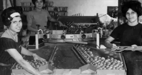 ‘La zafra del alisio’, un viaje por la historia del tomate canario de exportación