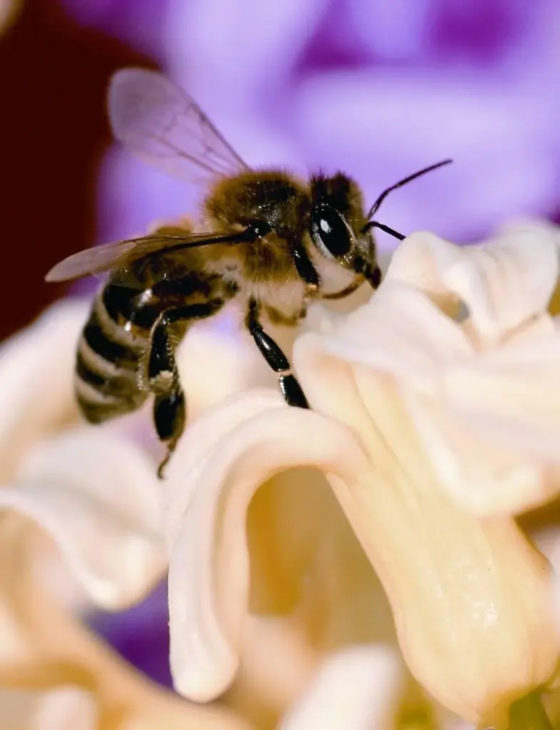 La abeja negra es una raza autóctona de Canarias