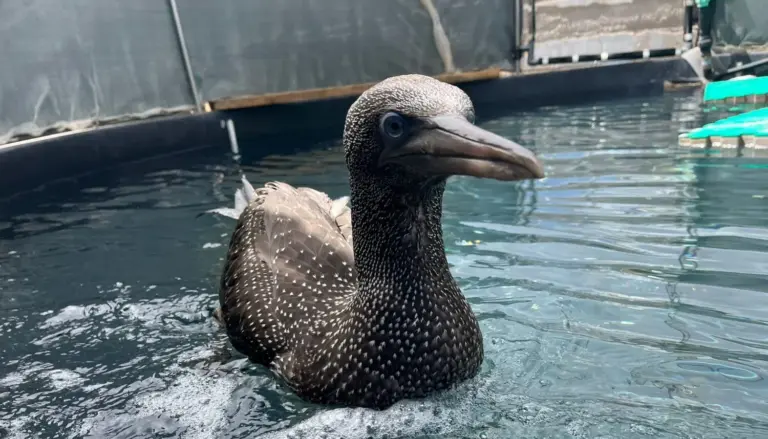 Liberado el alcatraz rescatado en la costa de Gran Canaria hace dos semanas
