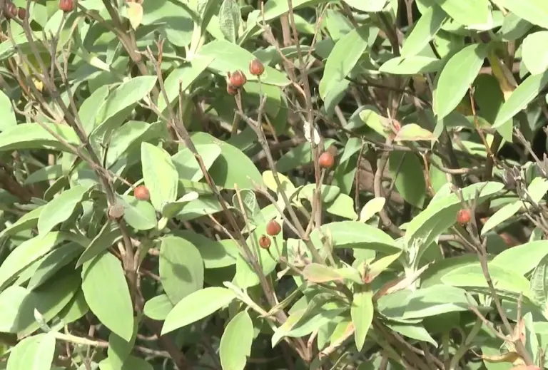 Un proyecto del Gobierno de Canarias controla la salud de las especies protegidas
