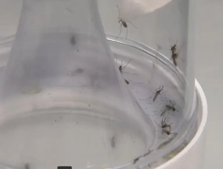 El mosquito de la fiebre amarilla, el más presente en Canarias