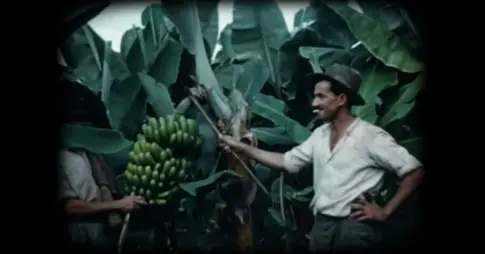 ‘Musa paradisiaca’, una historia cultural y política del plátano en Occidente