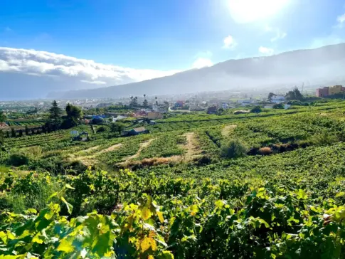 ‘De campo y mar’: vinos canarios con nombre de mujer