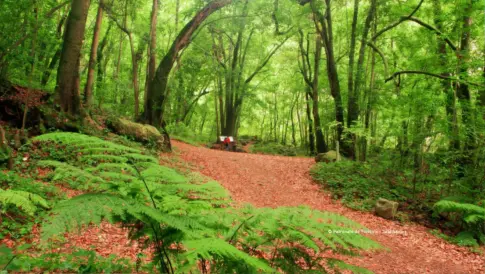 La isla de La Palma acoge este fin de semana el Festival de Senderismo