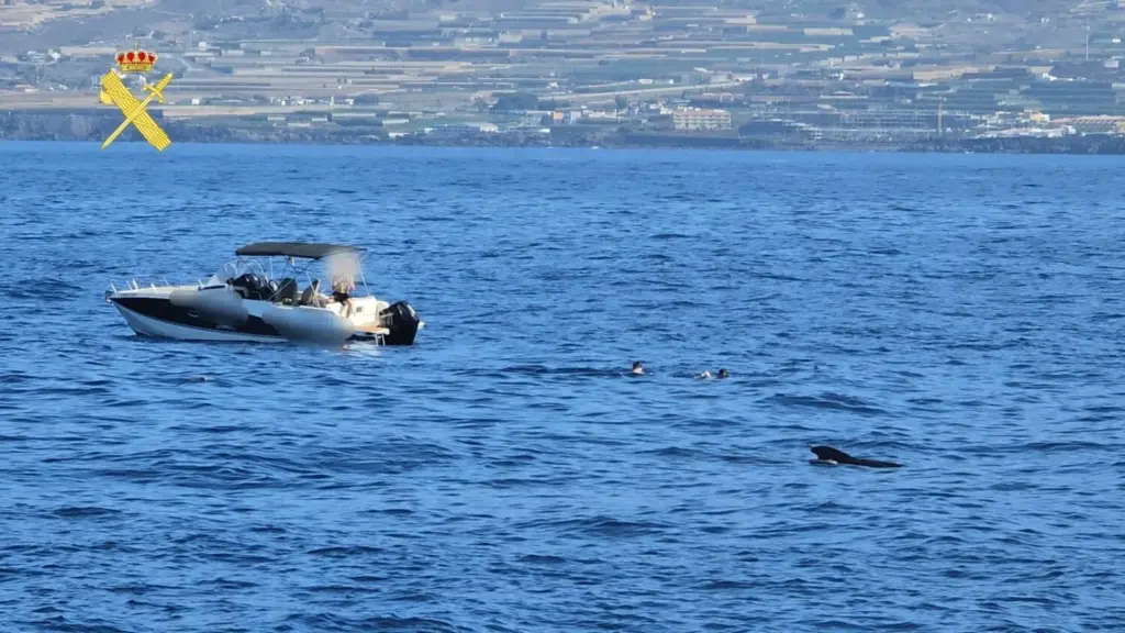 Denuncian a siete turistas por bañarse con cetáceos en el sur de Tenerife