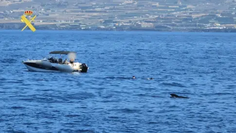 Denuncian a siete turistas por bañarse con cetáceos en el sur de Tenerife