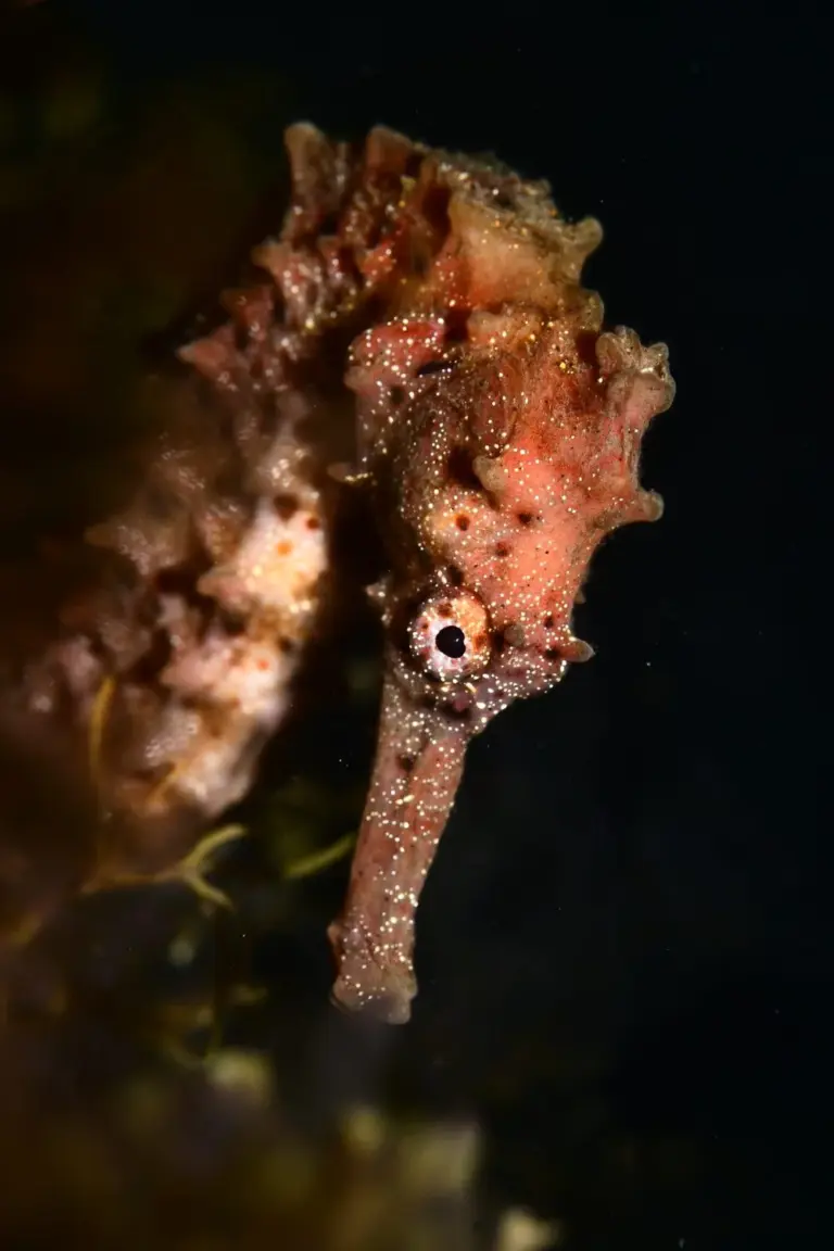 Galería de los tesoros submarinos de Las Canteras: lo mejor de Fotosub LPGC 2025