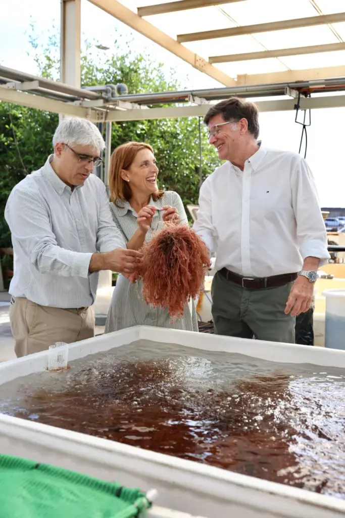 Presentación del primer caldo vegetal con algas en Canarias
