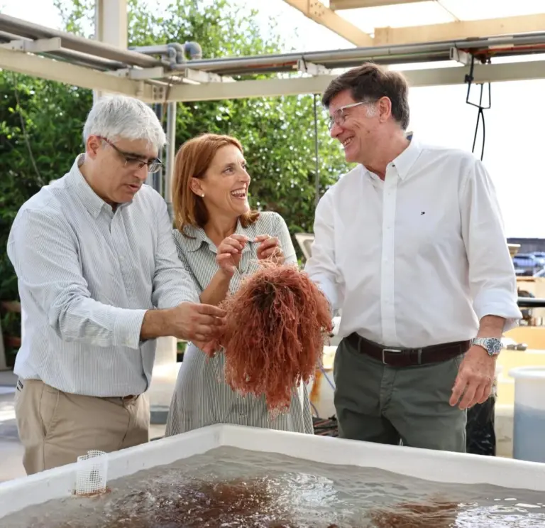 Canarias presenta el primer caldo vegetal con algas del mercado