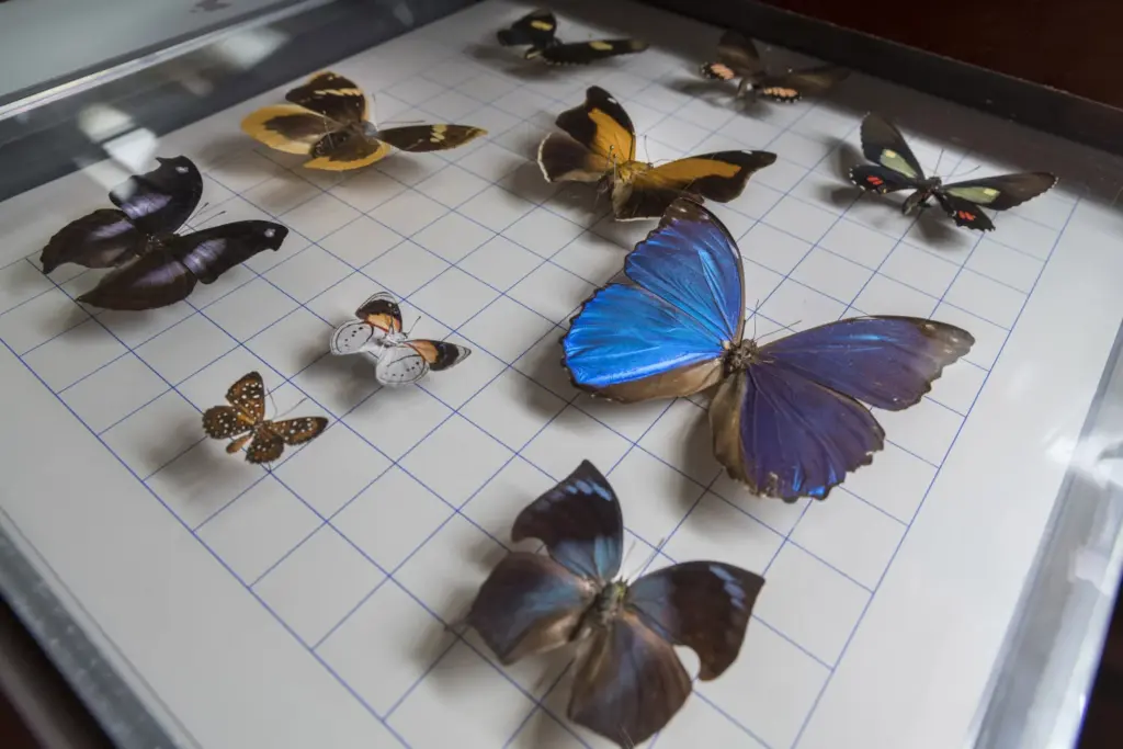 El módulo de las mariposas del MUNA, que había estado cerrado por mantenimiento, vuelve a abrir sus puertas