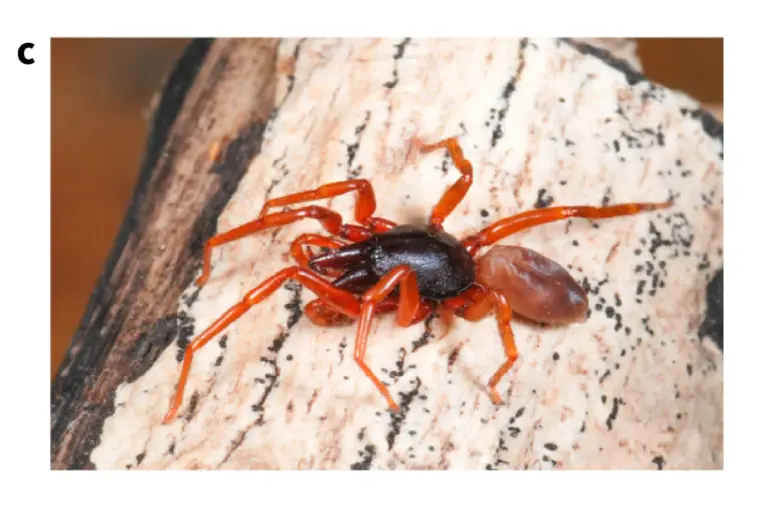 Una araña canaria ayuda a avanzar en biología evolutiva