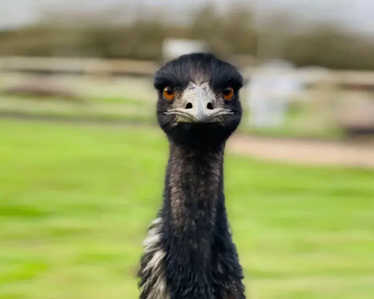 El atropello de un emú en Gran Canaria reaviva el debate sobre la tenencia de animales exóticos