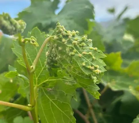 Detectan un nuevo foco de filoxera en La Orotava  