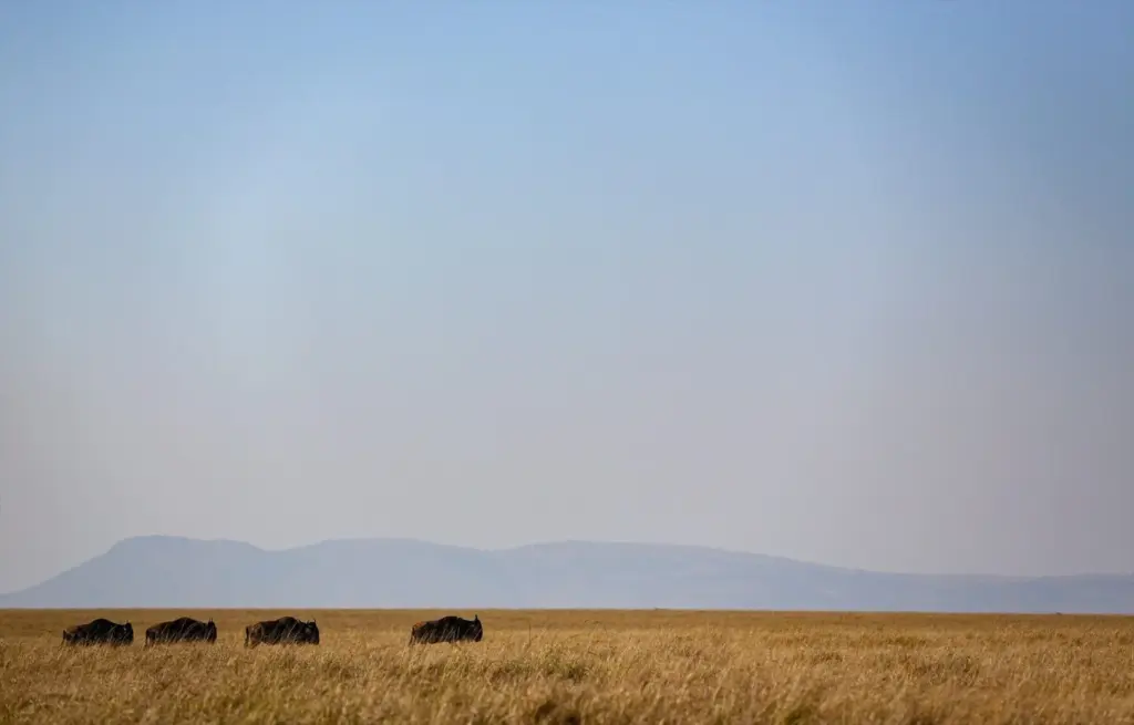 Reserva natural de Masái Mara, en Kenia