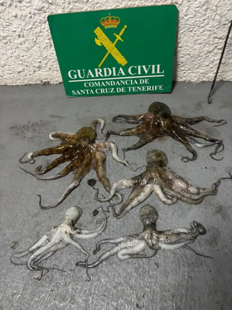 Pulpos intervenidos por la Guardia Civil en Candelaria